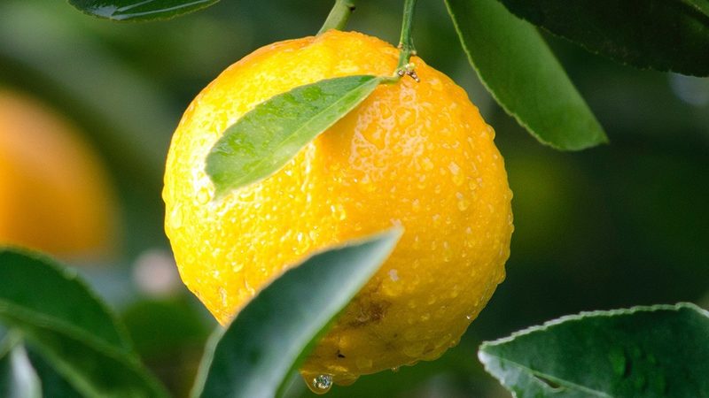 生物试剂说明书：揭秘其重要性及获取途径